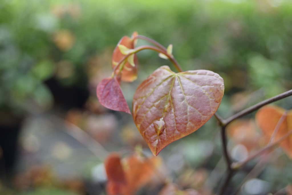 Cercis canadensis 'Forest Pansy' 300-350 cm